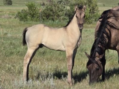 Bluestem Gandalf JW<BR>AQHA PENDING